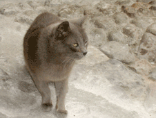 gatto