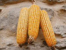 granotuco